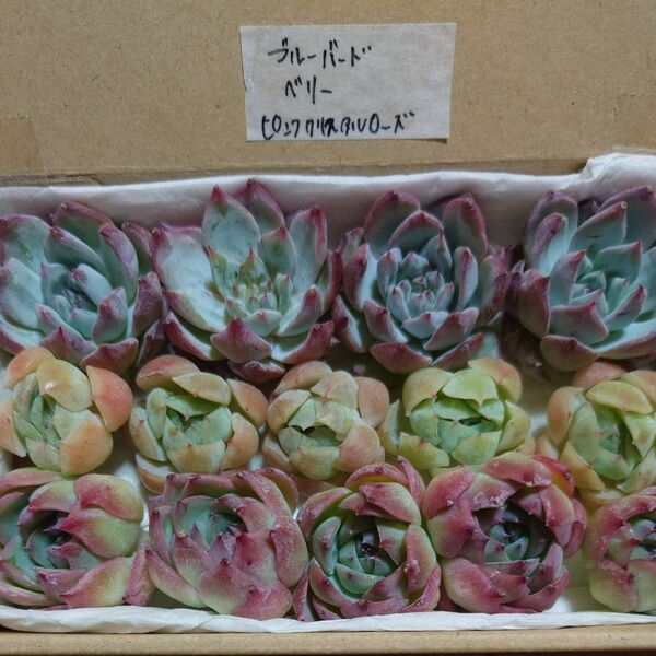 gw!お買い得価格!多肉植物〈カット苗〉3種セット