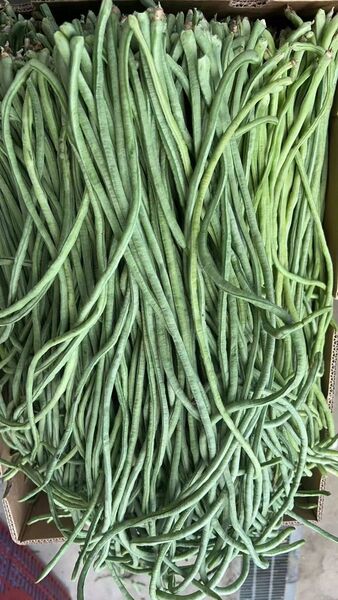 ささげ 豆角 長野県産 3kg