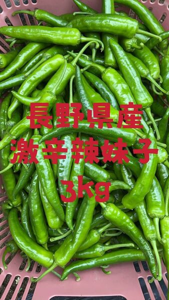 激辛 中辛 辣妹子 青唐辛子 3kg長野県産 【露地栽培】自然成熟