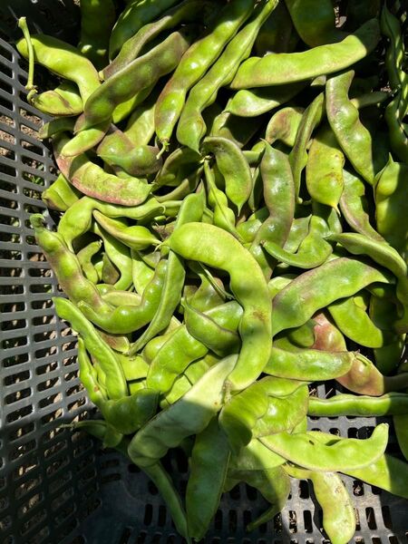 モロッコいんげん 2kg (正宗老品種 紫花大油豆小時候の味道从未改変)長野県産