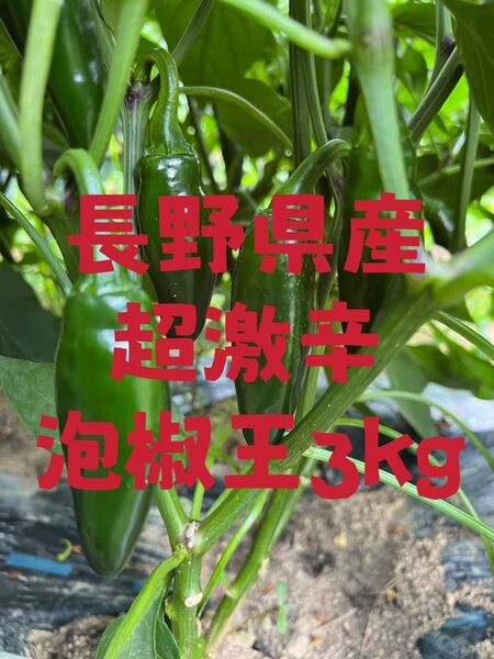 超激辛 青唐辛子(泡椒王 )長野県産3kg