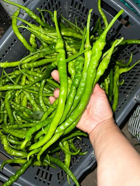 激辛 中辛 青唐辛子 (湖南絲椒)3Kg 長野県産