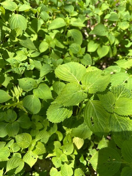 大葉 青紫蘇 抜き苗 10本+α