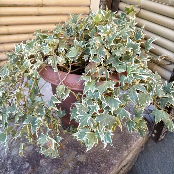 ヘデラ イエローリップ品種 真冬も葉を残す常緑多年草 観葉植物