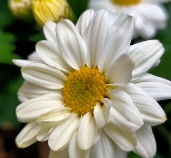 四季咲き性菊苗 春からずっと秋までまで開花を楽しめる 菊 白い半八重咲き 白からピンクへと七変化も楽しめる ∮