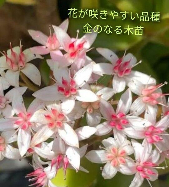 金のなるき 花が咲きやすい品種 ベビー株