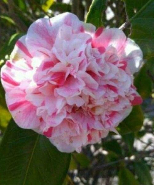 八重咲きツバキ苗 常緑低木 庭木 花苗 ピンク