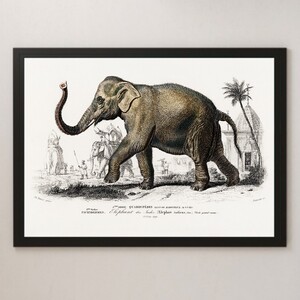 ヤフオク 象 イラストの中古品 新品 未使用品一覧 ヤフオク 象 イラストの中古品 新品 未使用品一覧