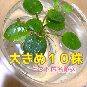 アマゾンフロッグピット《大きめ》5株 匿名配送 水草 浮き草 メダカ飼育 めだか 金魚 水槽 産卵 メダカ産卵床 アクアリウム