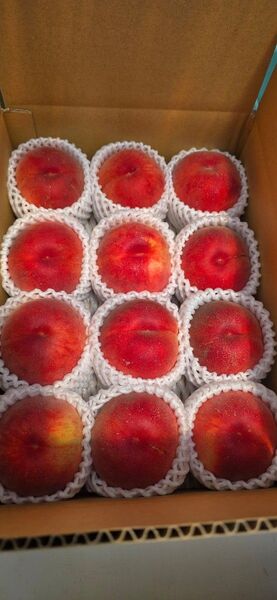 山形県産 桃 三郷(みさと)2.5kg10玉前後