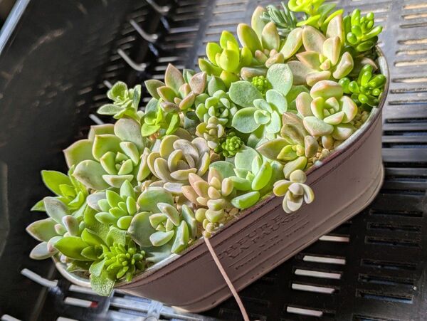 多肉植物 カット苗 寄せ植えセット 3 台風前SALE
