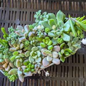7/31まで】多肉植物 カット苗 寄せ植えセット 9 梅雨明けSALE