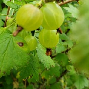 北海道産グスベリの枝3本挿し木して発芽して頑張ってください