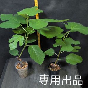 イチジクの苗 jmh******さま専用出品
