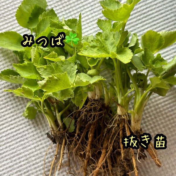みつば ミツバ 三つ葉 ちび苗 抜き苗 8苗