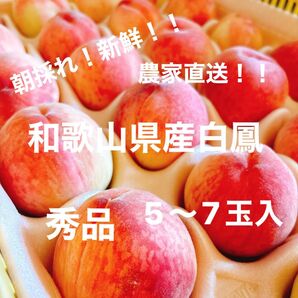【農家直送】【秀品】和歌山県産白鳳 5〜7玉入 桃