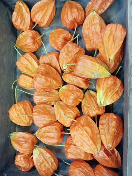 ほおずき コンパクトBOXたっぷり 切り花、生花