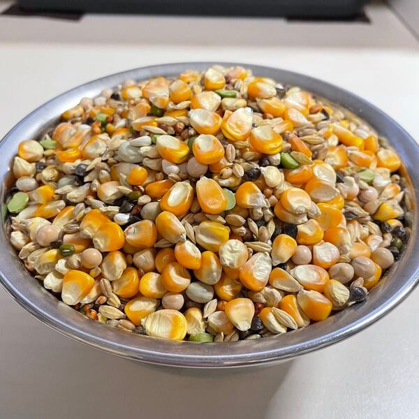 『トウモロコシ強化バージョン』ハイカロリー餌 インドメイズ大粒使用 鳩の餌 1kg