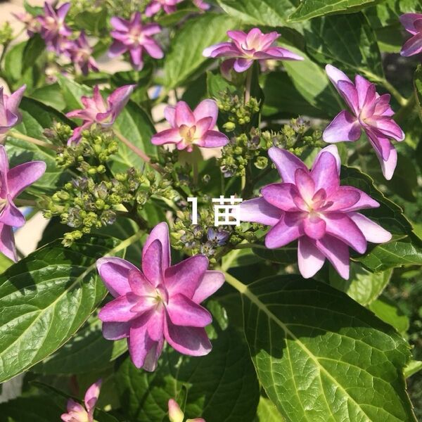 ダンスパーティー あじさい 八重咲き ピンクからムラサキが変化する 無農薬 無肥料 紫陽花 1苗