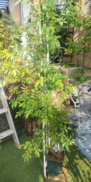 つるバラ サマースノー 接木長尺苗 強健 6号鉢 約3m バラ苗 薔薇 苗 ラスト
