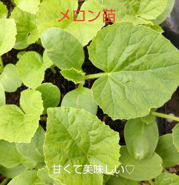 メロン苗、2本、お試し、厳選した土で、育てています。包装、お箱代込み