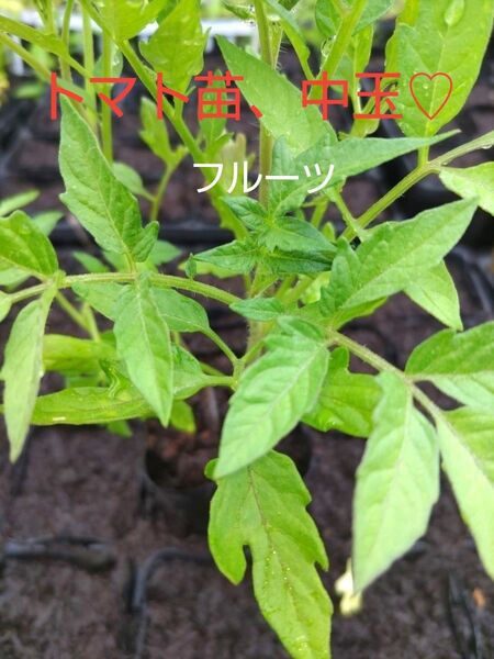 トマト苗、(中玉)3本、厳選した土で、育てています。包装、お箱代込み、