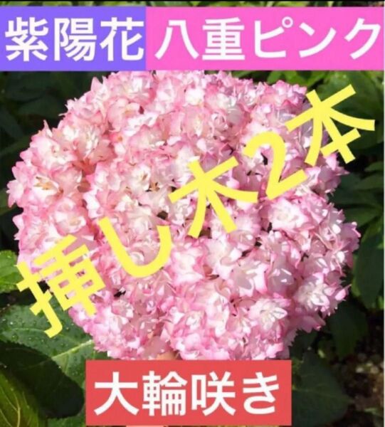 紫陽花 アジサイ 八重咲き ピンク 挿し木2本 花 苗 宿根草