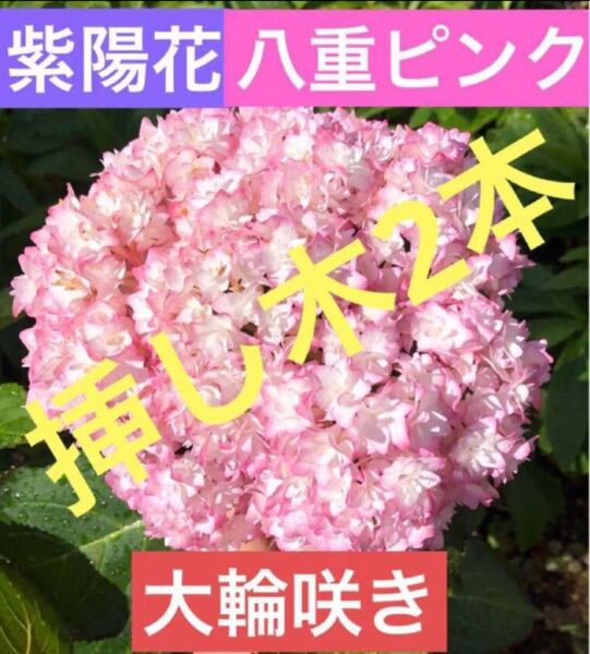 紫陽花 アジサイ 八重咲き ピンク 挿し木 2本 花 苗 宿根草