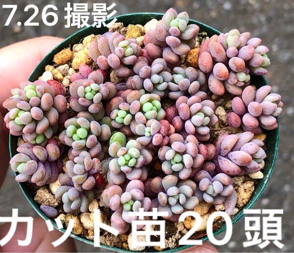 パープルヘイズ カット苗 20頭 多肉植物