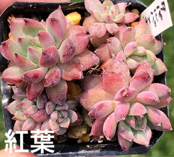 コロラータタパルパ×セトーサ 抜き苗 多肉植物 エケベリア