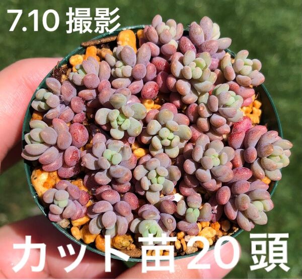 パープルヘイズ カット苗 20頭 多肉植物