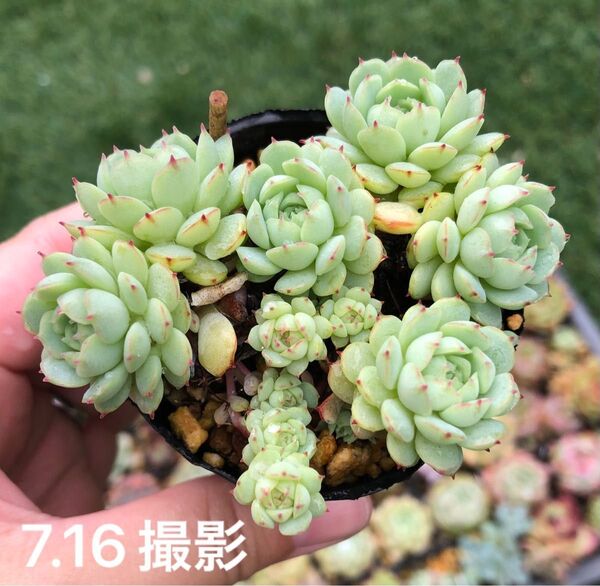 グロブローサ×静夜 大群生 抜き苗 大小10頭以上付き 多肉植物