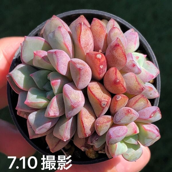 サブコリンボサラウ030 抜き苗 多肉植物 原種