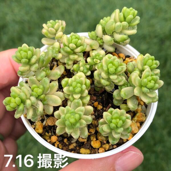 斑入りタイトゴメ 抜き苗 鉢内全部 多肉植物