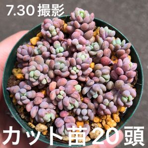 パープルヘイズ カット苗 20頭 多肉植物