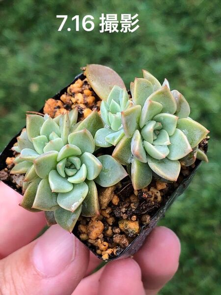 銀天女×プロリフィカ 葉挿し苗 鉢内全部 抜き苗 多肉植物 エケベリア