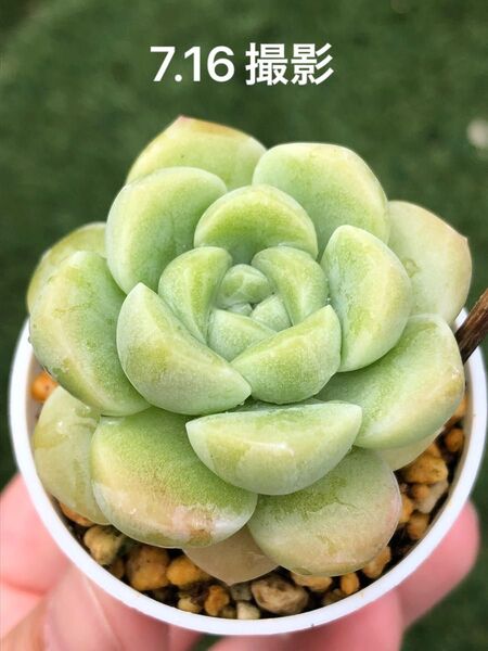 アイスグリーン×エレイン 抜き苗 多肉植物