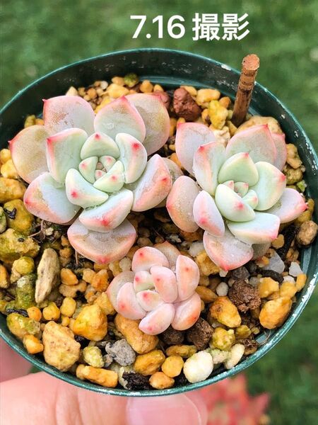 ピンクプリティ×ピンクザラゴーサ 葉挿し苗 3頭 抜き苗 多肉植物 エケベリア