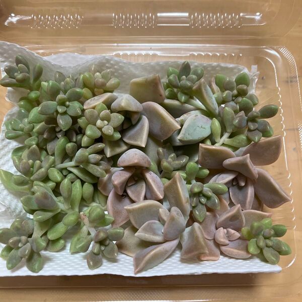 ☆多肉植物☆朧月・姫秋麗カット苗☆