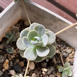 ☆多肉植物☆子持ち蓮華根付き苗☆