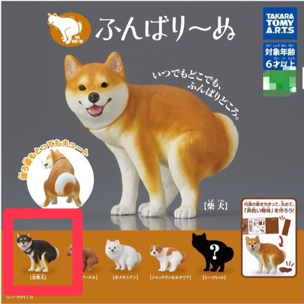 黒柴犬 ふんばり~ぬ ふんばりーぬ 犬