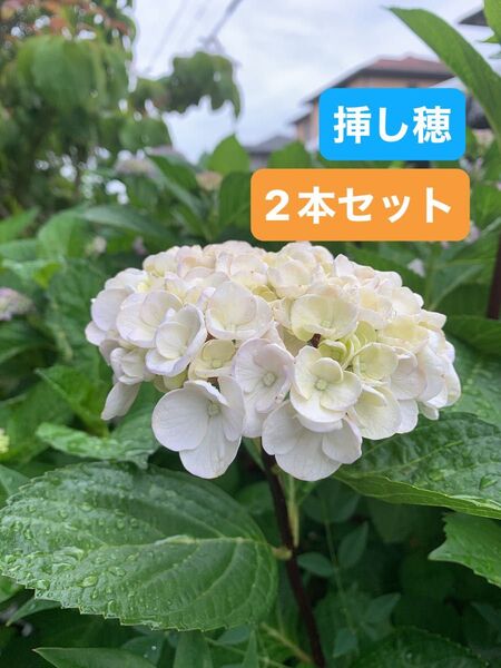 紫陽花 黒軸 アジサイ 挿し穂カット苗 根っこ無し 2本セット 白花 大輪