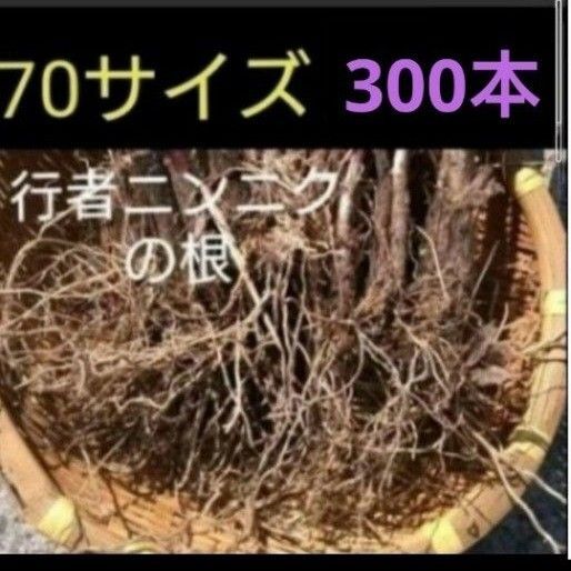 北海道産 行者ニンニク 球根の束 根のみ 80サイズ発送 300本
