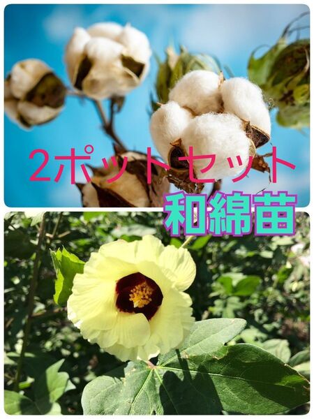『コットンクラブ・和綿の苗』3号ポット苗 土付き抜き苗 2ポットセット
