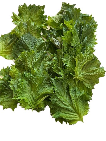野菜 大葉 青しそ 100枚
