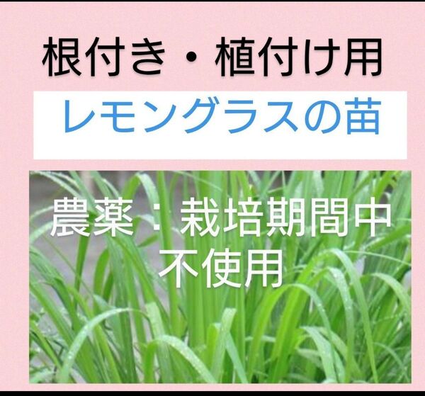 値下げ不可※安心の匿名配送*レモングラス苗5本*植付け用*栽培中農薬不使用