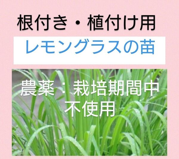 安心の匿名配送*レモングラス苗5本*植付け用*栽培中農薬不使用