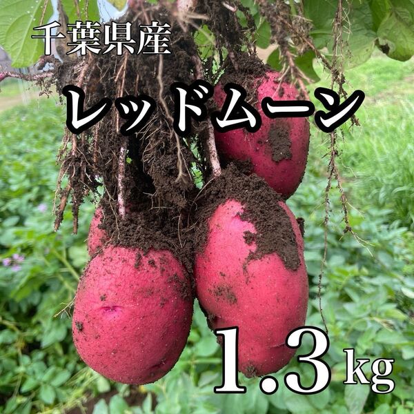 千葉県産 新じゃが レッドムーン 箱込み1.3kg