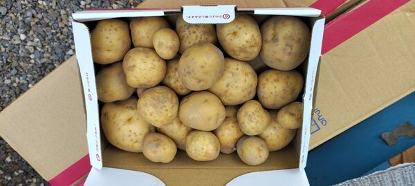 じゃがいも 約1.5kg