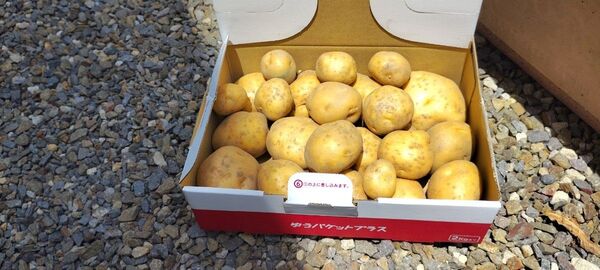 じゃがいも 約1.5kg